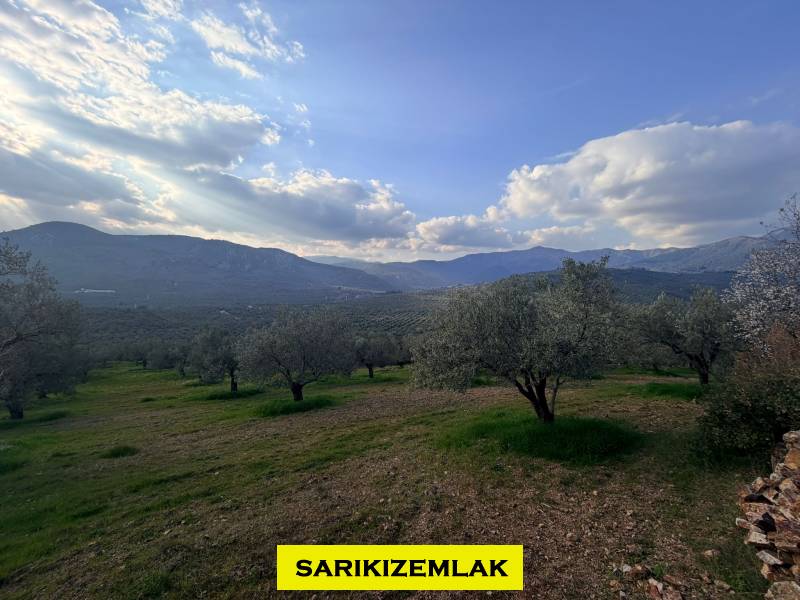 Büyü13456